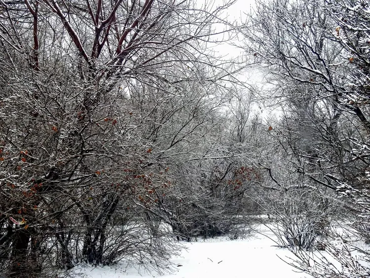 《雪染的风采》